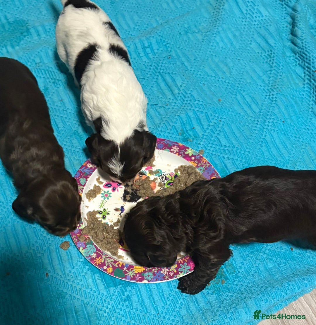 Cockapoo dogs for sale: 3 Delightful F1b Cockapoo girls (3/4 cocker) - Advert 5