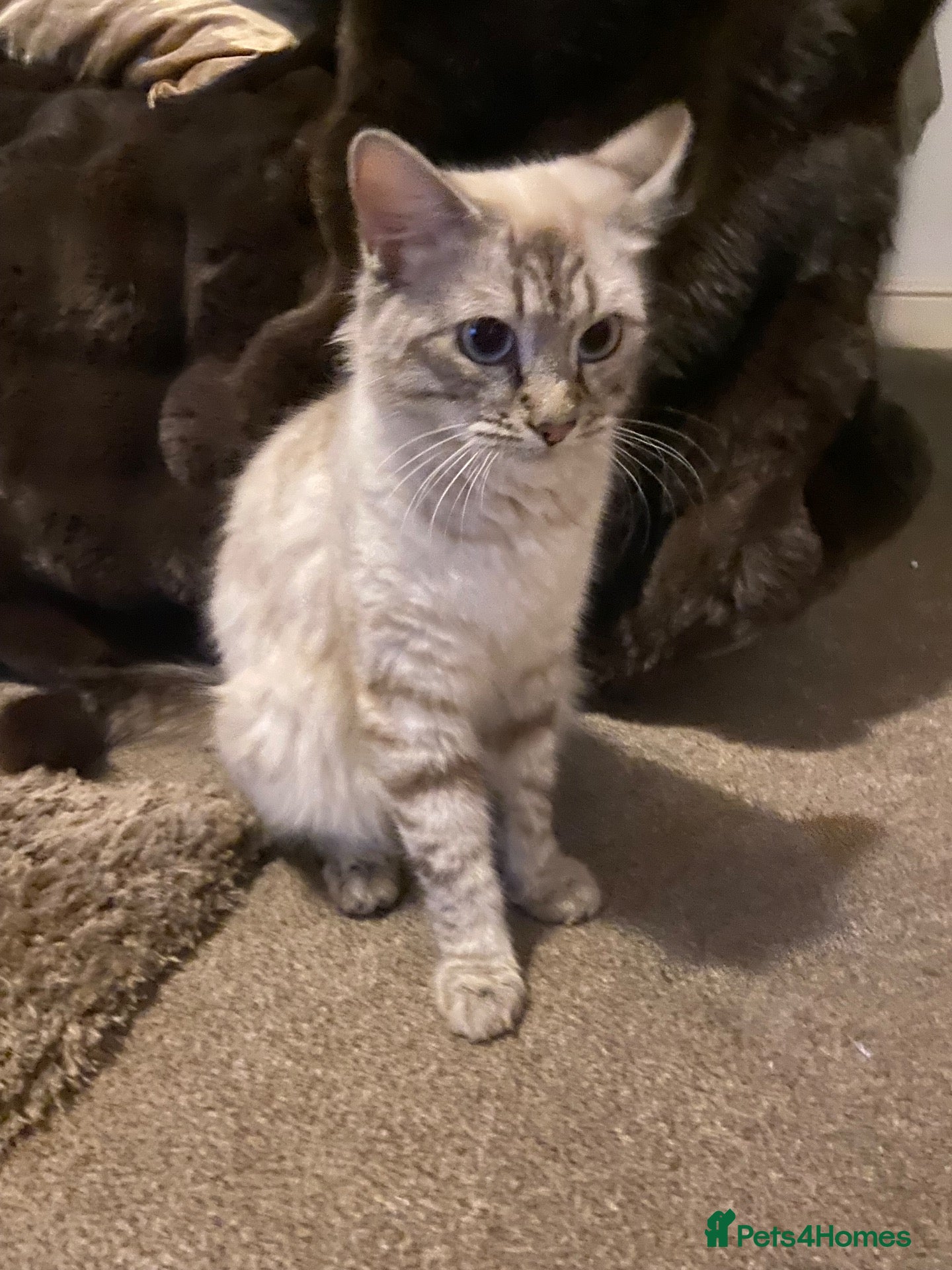 Mixed Breed cats Beautiful ragdoll cross kittens - Advert 1
