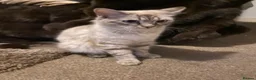 Mixed Breed cats for sale: Beautiful ragdoll cross kittens - Advert 1