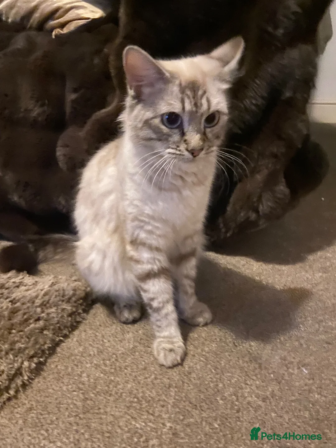 Mixed Breed cats for sale: Beautiful ragdoll cross kittens - Advert 1