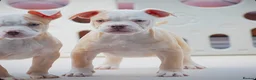 Olde English Bulldogge dogs for sale: 24 years 5⭐️Licensed & Registered, uk No 1  - Advert 3