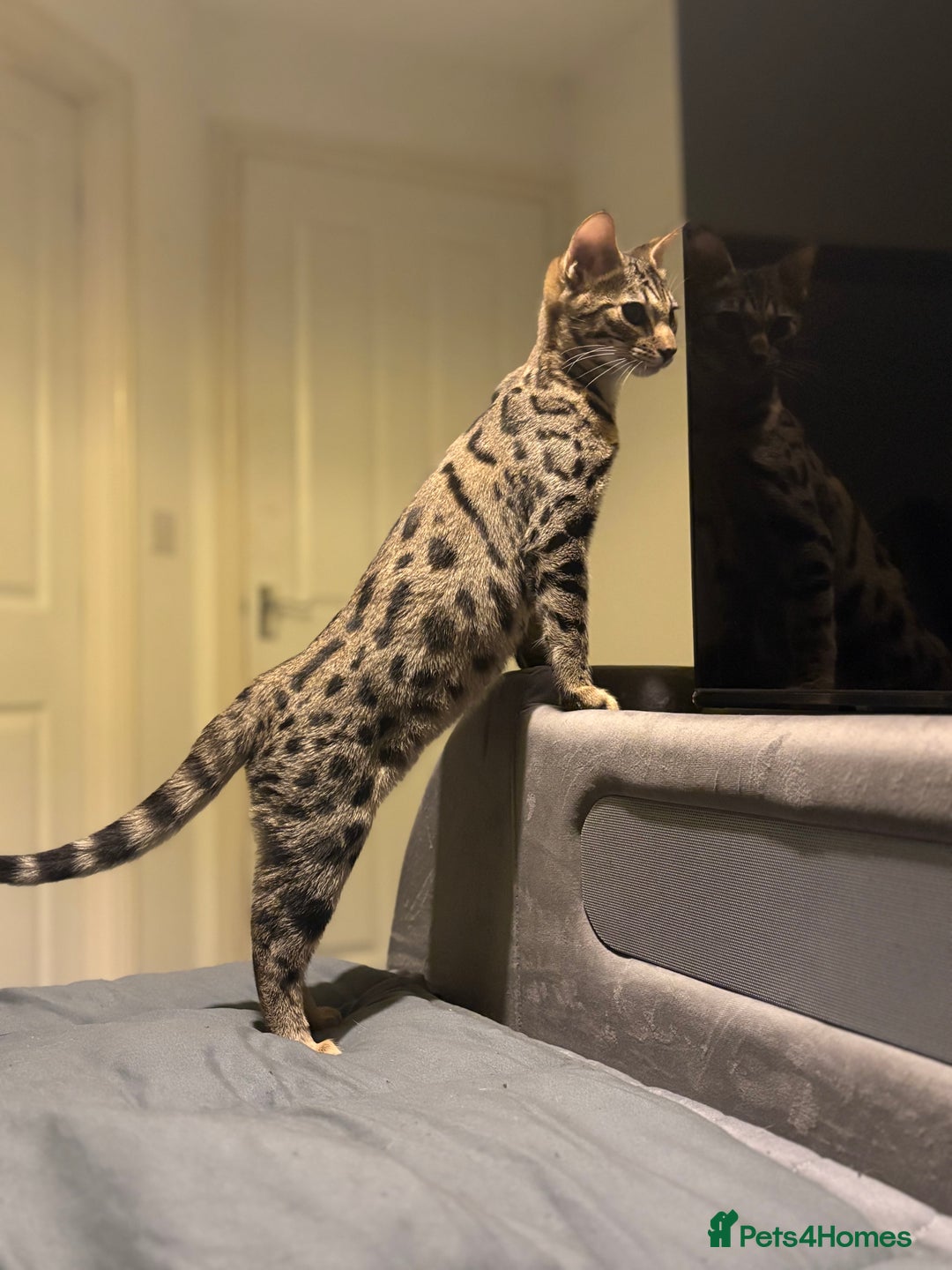 Savannah cats for sale: KIWANGA PEDIGREE F3 SAVANNAH KITTENS - Advert 38