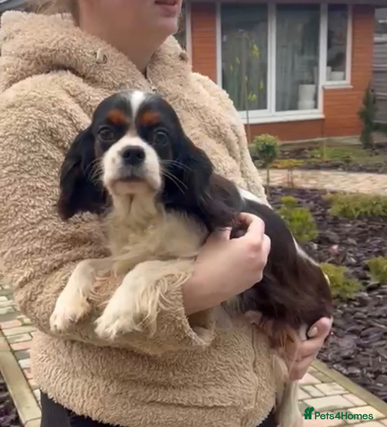 Cavalier King Charles Spaniel dogs MAISIE – Cavalier King Charles Spaniel (Female) - Advert 10