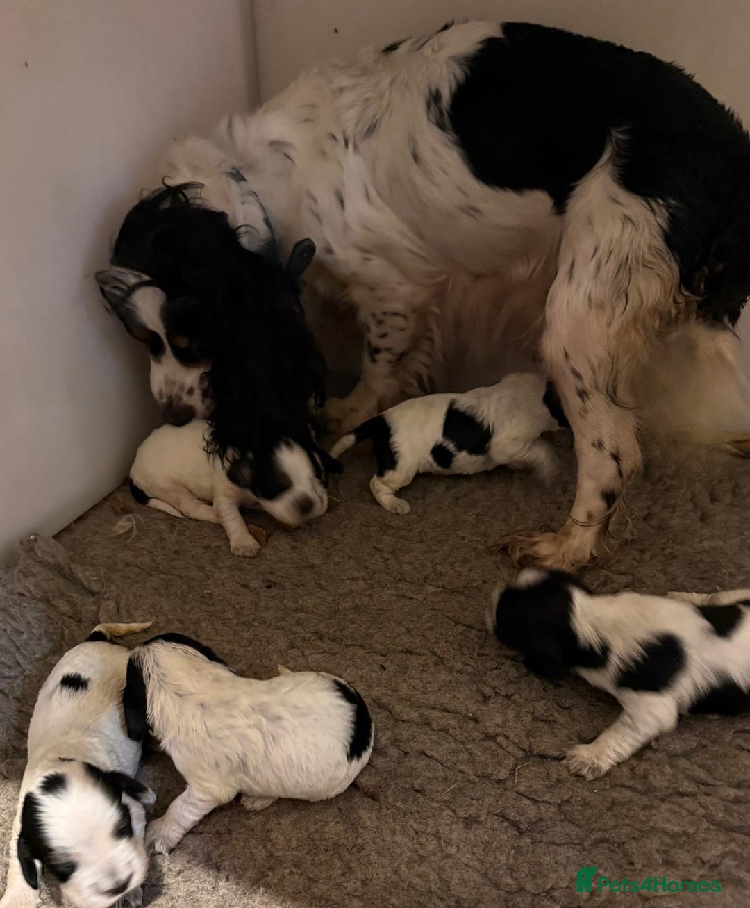 Cocker Spaniel dogs for sale: Blue roan kc register health tested pups - Advert 10