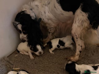 Cocker Spaniel dogs Blue roan kc register health tested pups - Advert 2