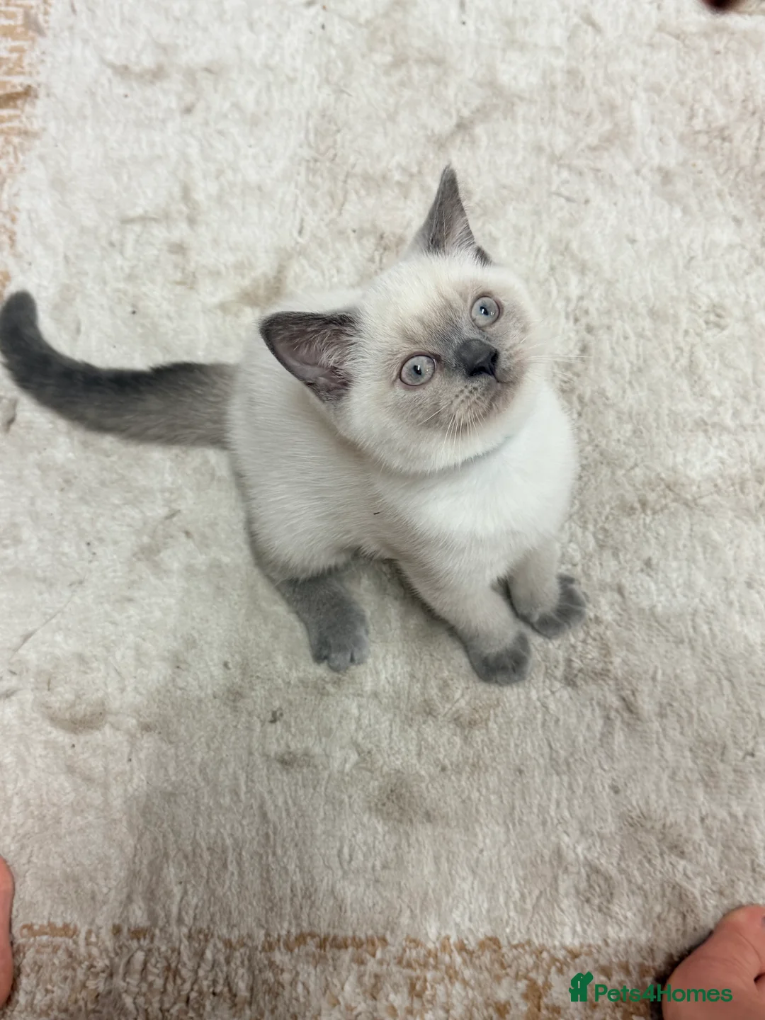 British Shorthair cats for sale: LAST BOY BSH Kittens READY NOW - Advert 2