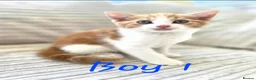Mixed Breed cats for sale: Adorable kittens looking for their forever homes - Advert 2