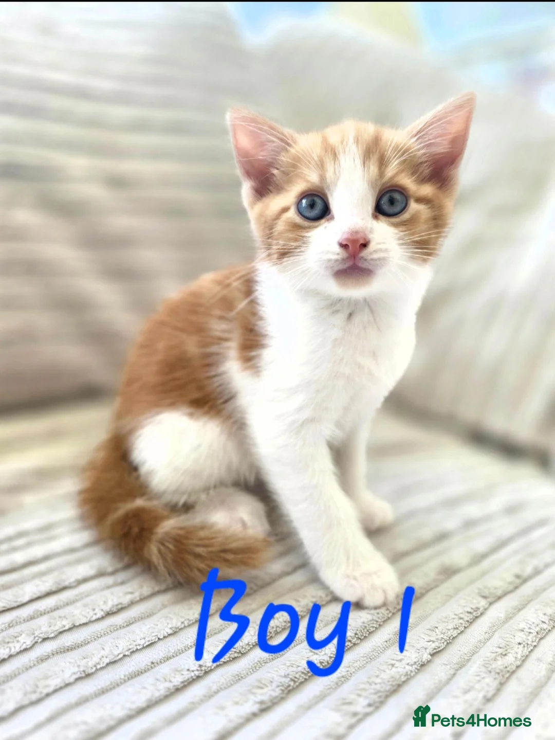 Mixed Breed cats for sale: Adorable kittens looking for their forever homes - Advert 2