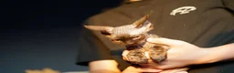 Devon Rex cats for sale: 🤎 Chocolate Devon Rex Boy Umber 🤎 - Advert 14
