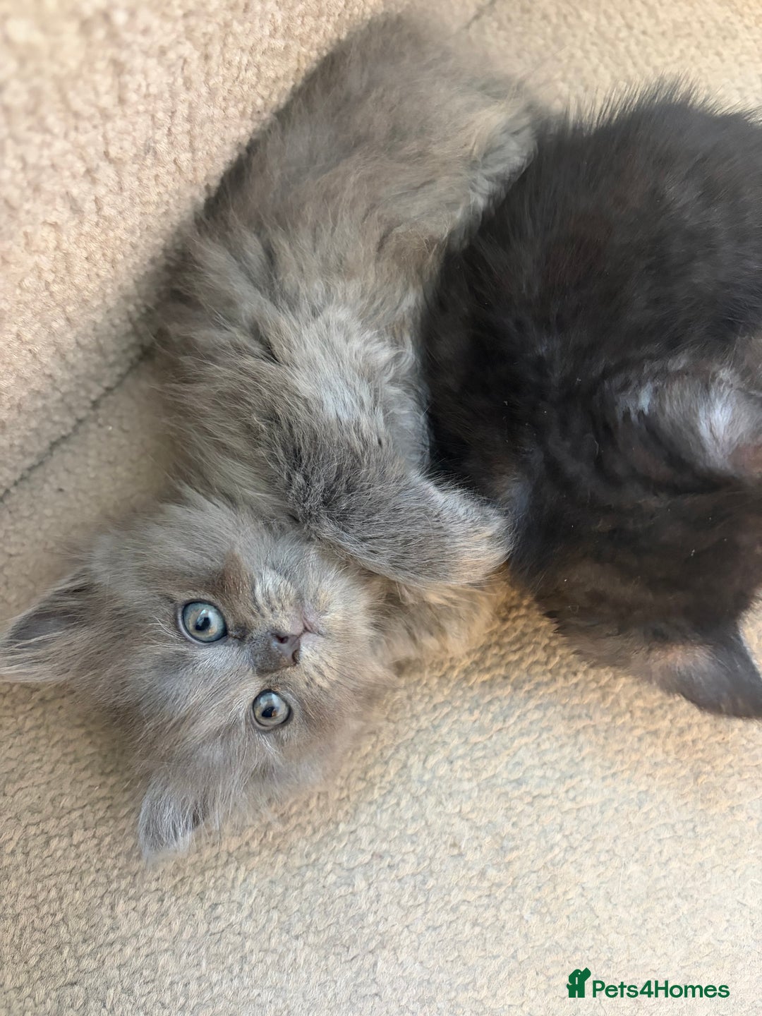 British Shorthair cats for sale: 5 British Chinchilla Shorthair Mix Kittens - Advert 16