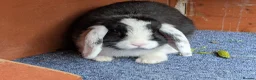 English Lop rabbits for sale: Lovely lop rabbits for sale in Melton Mowbray - Advert 5
