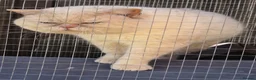 British Shorthair cats for sale: Flame colourpoint Active Stud cat Zeus - Advert 2
