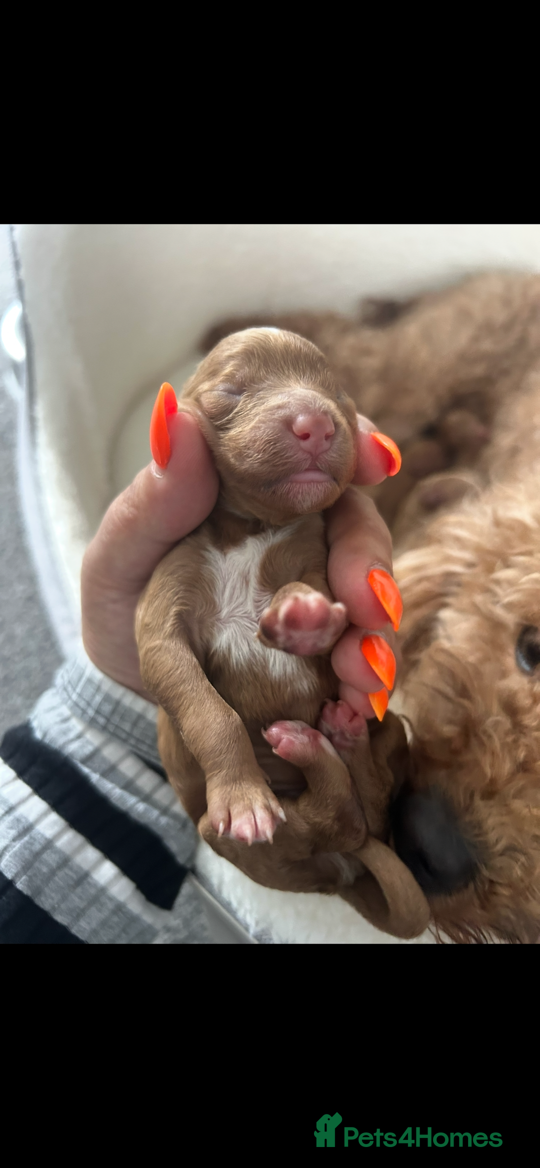 Poochon dogs for sale: Gorgeous litter of F1BB Poochons  - Image 5
