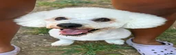 Bichon Frise dogs for stud: STUD KC Registered Bichon Frise Stud - Advert 3