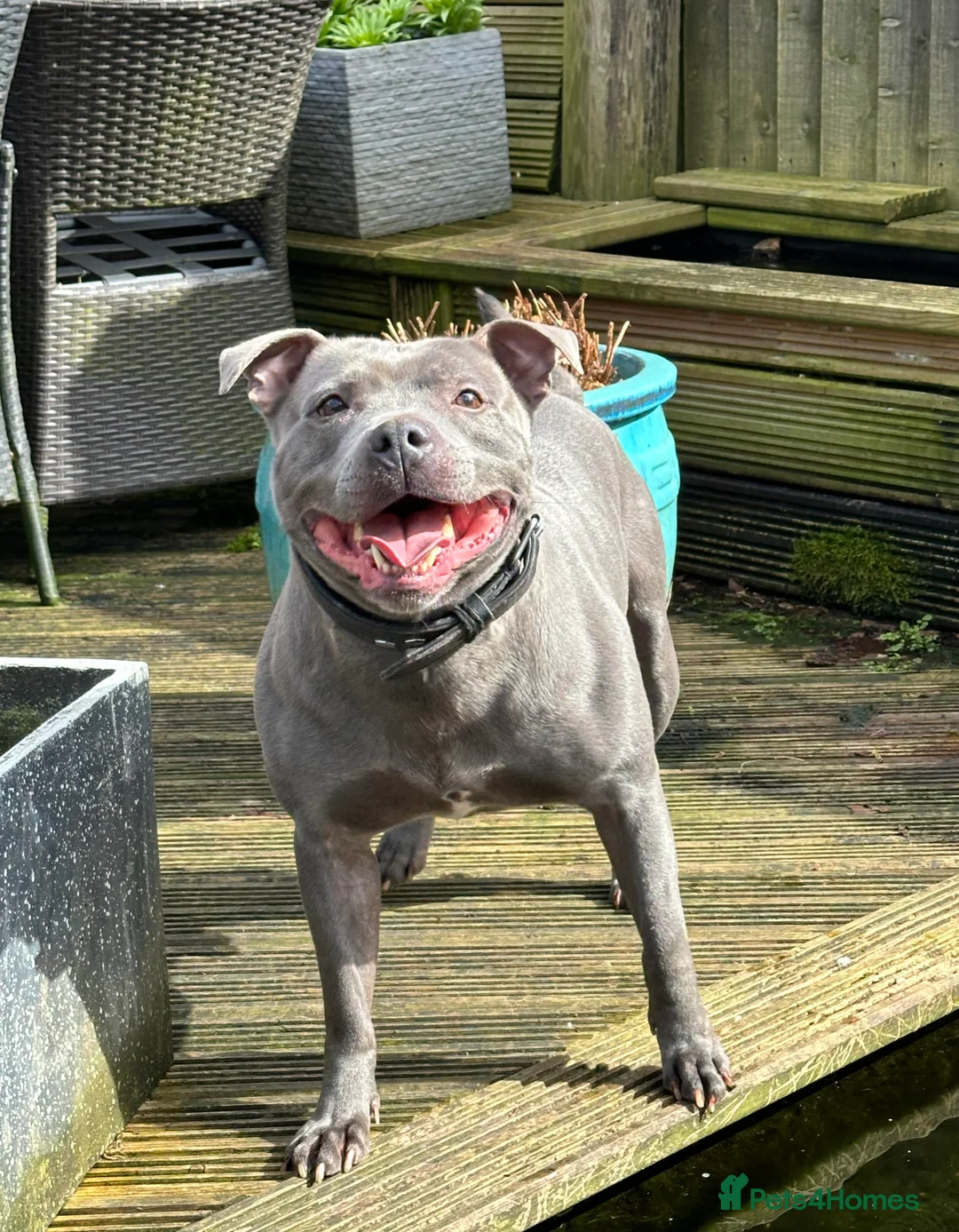 Staffordshire Bull Terrier dogs for stud: Blue Siras Blue Staffordshire bull terrier stud  in Stroud - Advert 10