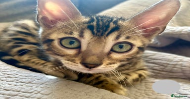 Bengal cats - Advert 9