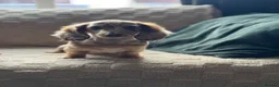 Miniature Dachshund dogs for sale: KC chocolate dapple dachshund  - Advert 5
