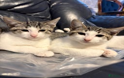 British Shorthair cats for sale: 2 male kittens for sale - Image 2