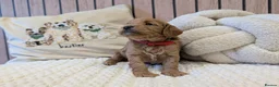 Cavapoo dogs for sale: BEAUTIFUL F1B CAVAPOO PUPPIES  - Advert 34