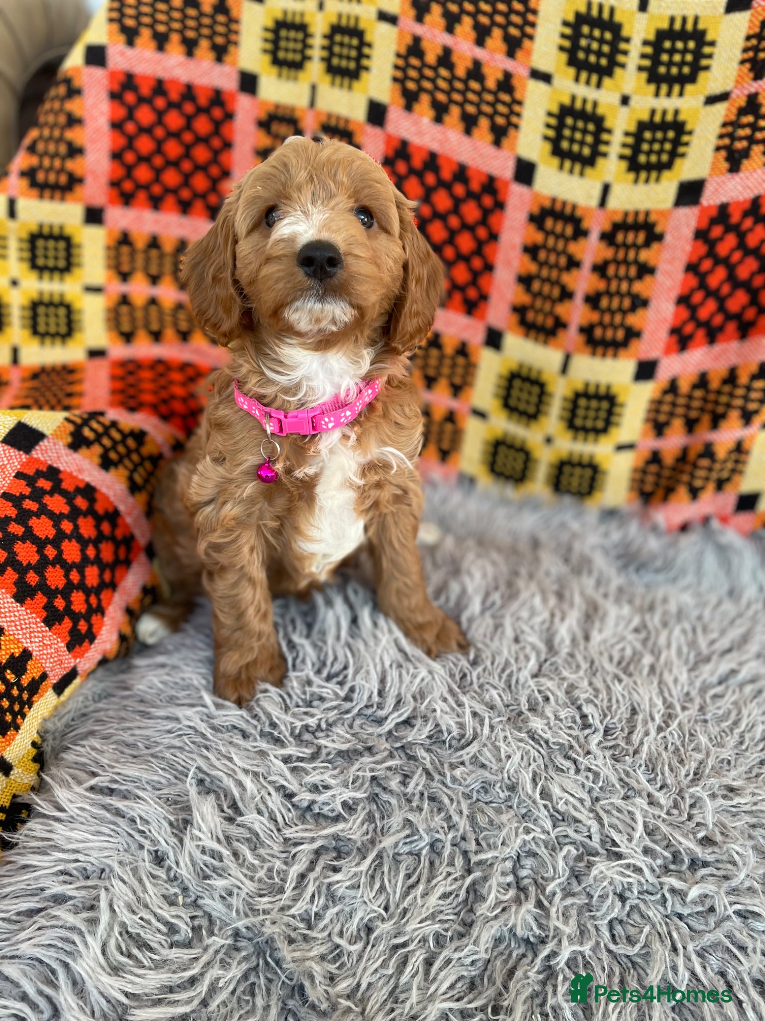 Cavachon dogs Cavapoochon boys and girls - Advert 1
