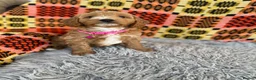 Cavachon dogs for sale: Cavapoochon boys and girls - Advert 1