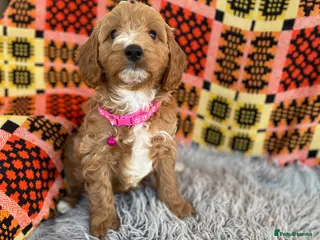 Cavapoochon dogs for sale: Cavapoochon boys and girls - Advert 2