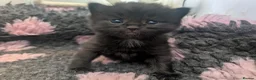 Russian Blue cats for sale: Beautiful Russian Blue cross Kittens - Advert 2