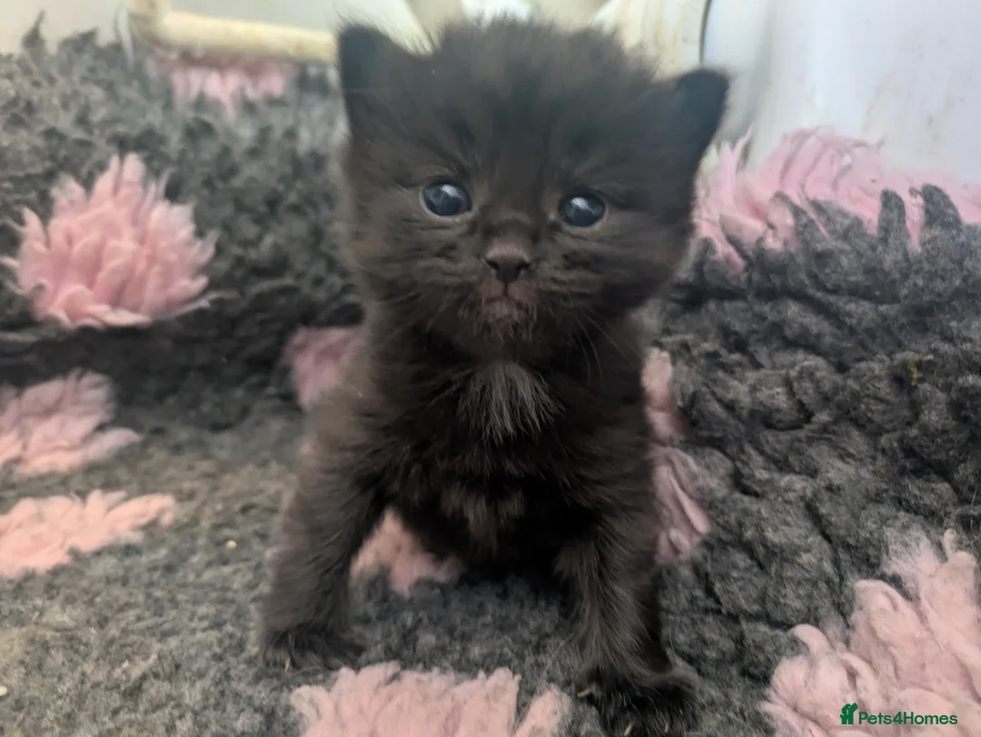 Russian Blue cats for sale: Beautiful Russian Blue cross Kittens - Advert 2