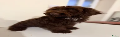Cockapoo 3