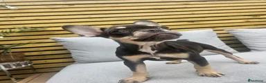 Ballerina Chocochina