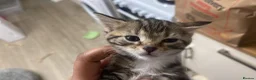 Savannah cats for sale: 5 Beautiful Kittens For SALE - Advert 11