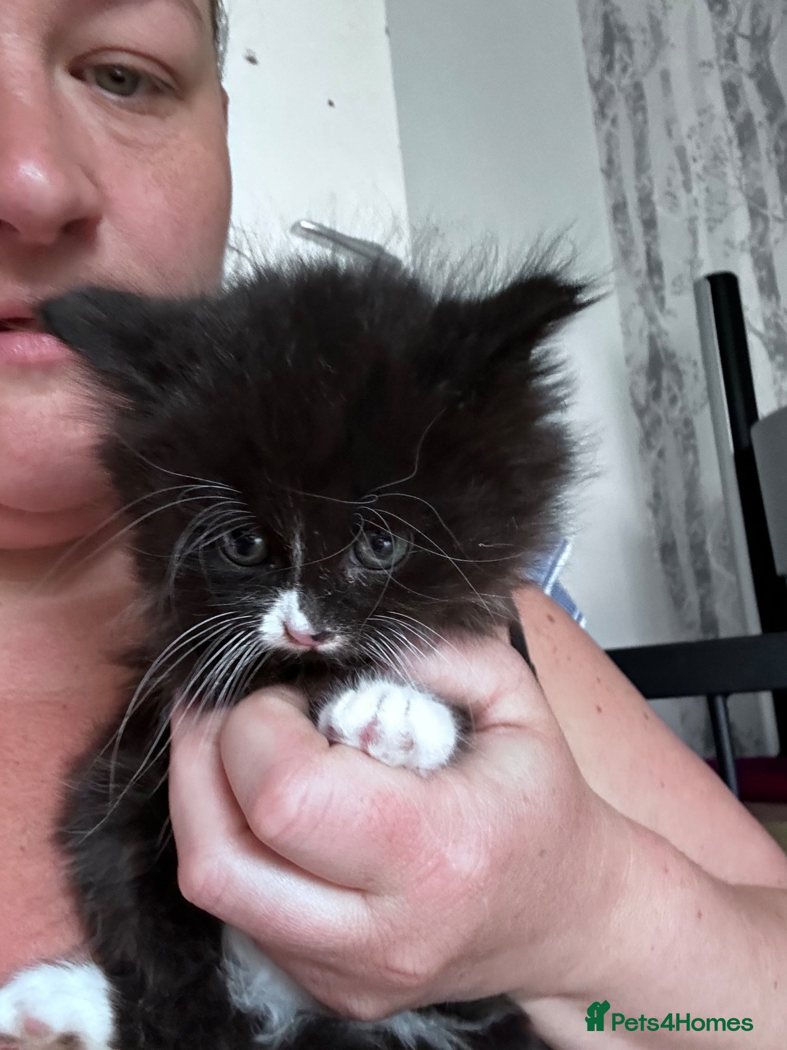 Mixed Breed cats 2 male kittens looking for loving homes  - Advert 2