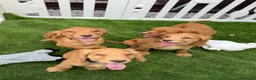 Cocker Spaniel dogs for sale: Beautiful Chunky Golden Cocker Spaniel Puppies.  - Advert 8
