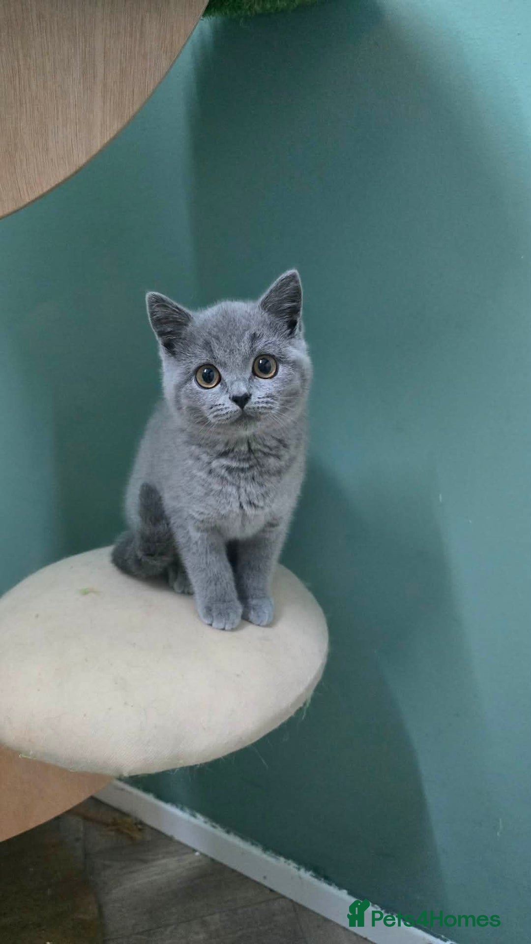 British Shorthair cats for sale: British Shorthair girl kitten - Advert 4
