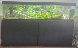 Gouramis fish for sale: Mixed tropical fish tank - Image 2