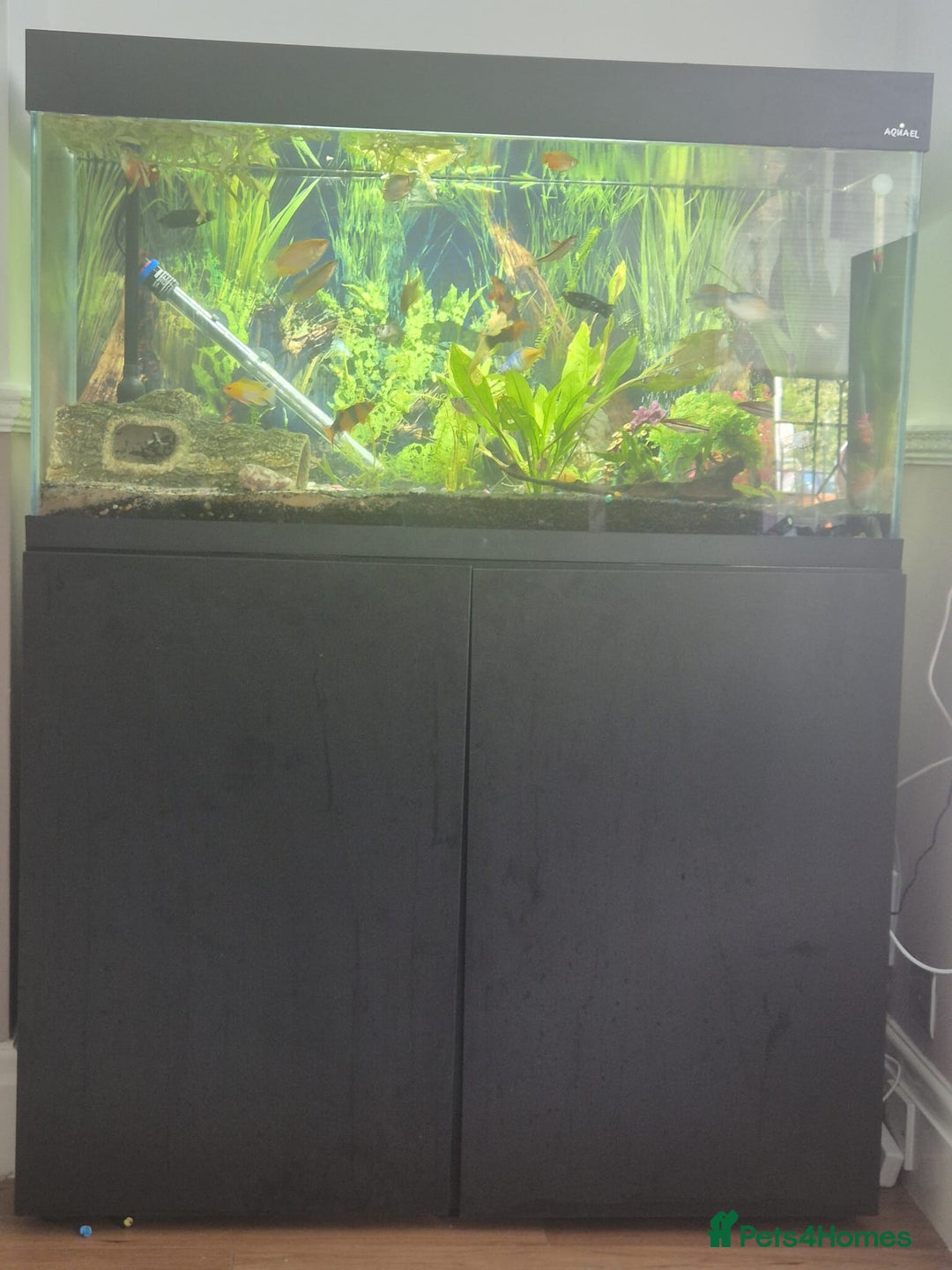 Gouramis fish for sale: Mixed tropical fish tank - Image 2