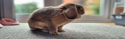 Mini Lop rabbits for sale: Adorable Mini lop girl with all accessories in Lincoln - Advert 8