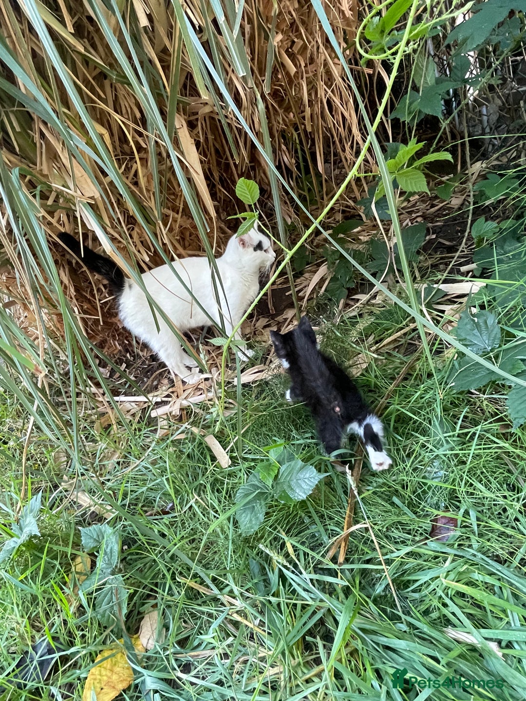 Bramble cats for sale: 8 weeks old super playful kitten - Image 6