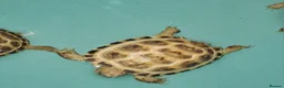 Tortoise reptiles for sale: Baby horsefield tortoise - Advert 3