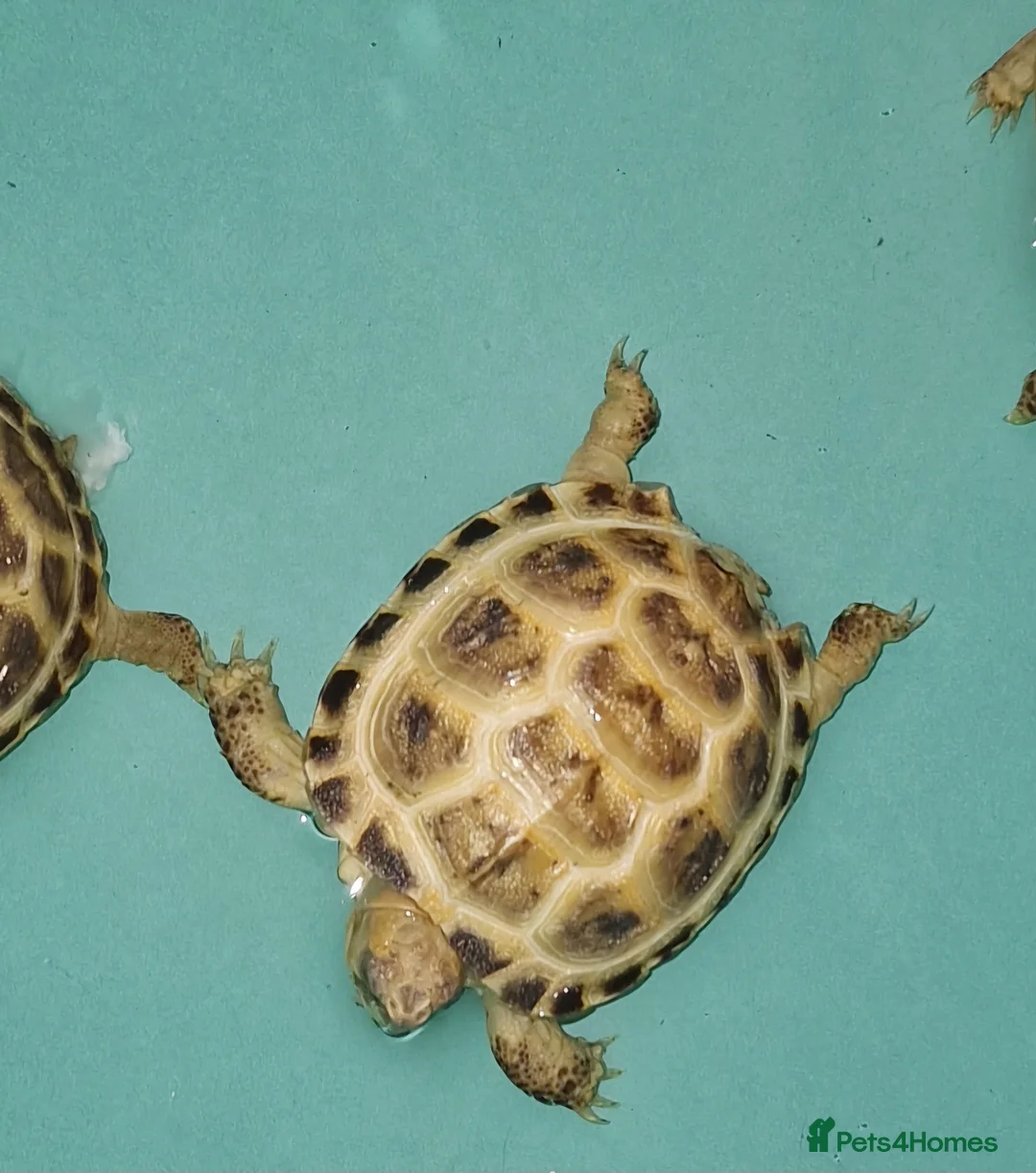 Tortoise reptiles for sale: Baby horsefield tortoise - Advert 3
