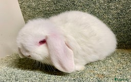 Mini Lop rabbits for sale: Sweet Mini lop baby boy - Image 3
