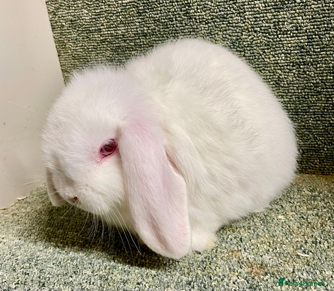 Mini Lop rabbits for sale: Sweet Mini lop baby boy - Image 3