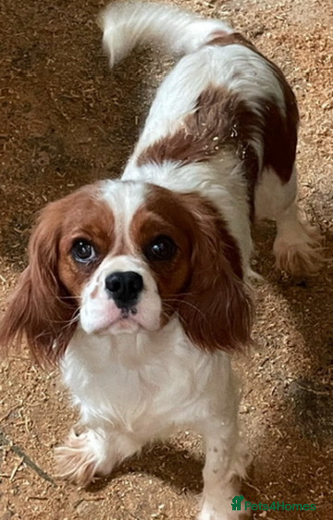 Cavalier King Charles Spaniel dogs for sale: Male and female available  - Advert 9