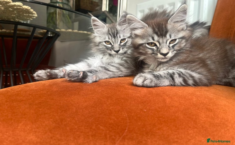 Maine Coon cats - Advert 5
