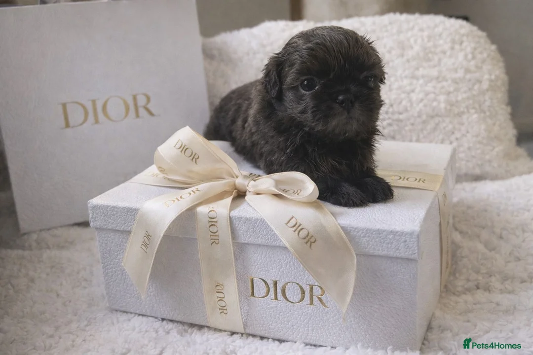 Shih Tzu dogs for sale: KC Health Tested Smoke Male & Female Unique - Advert 1