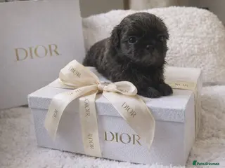 Shih Tzu dogs KC Health Tested Smoke Male & Female Unique - Advert 1