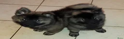 Eurasier dogs for sale: Euraiser Kennel Club registered Puppies for sale - Advert 7