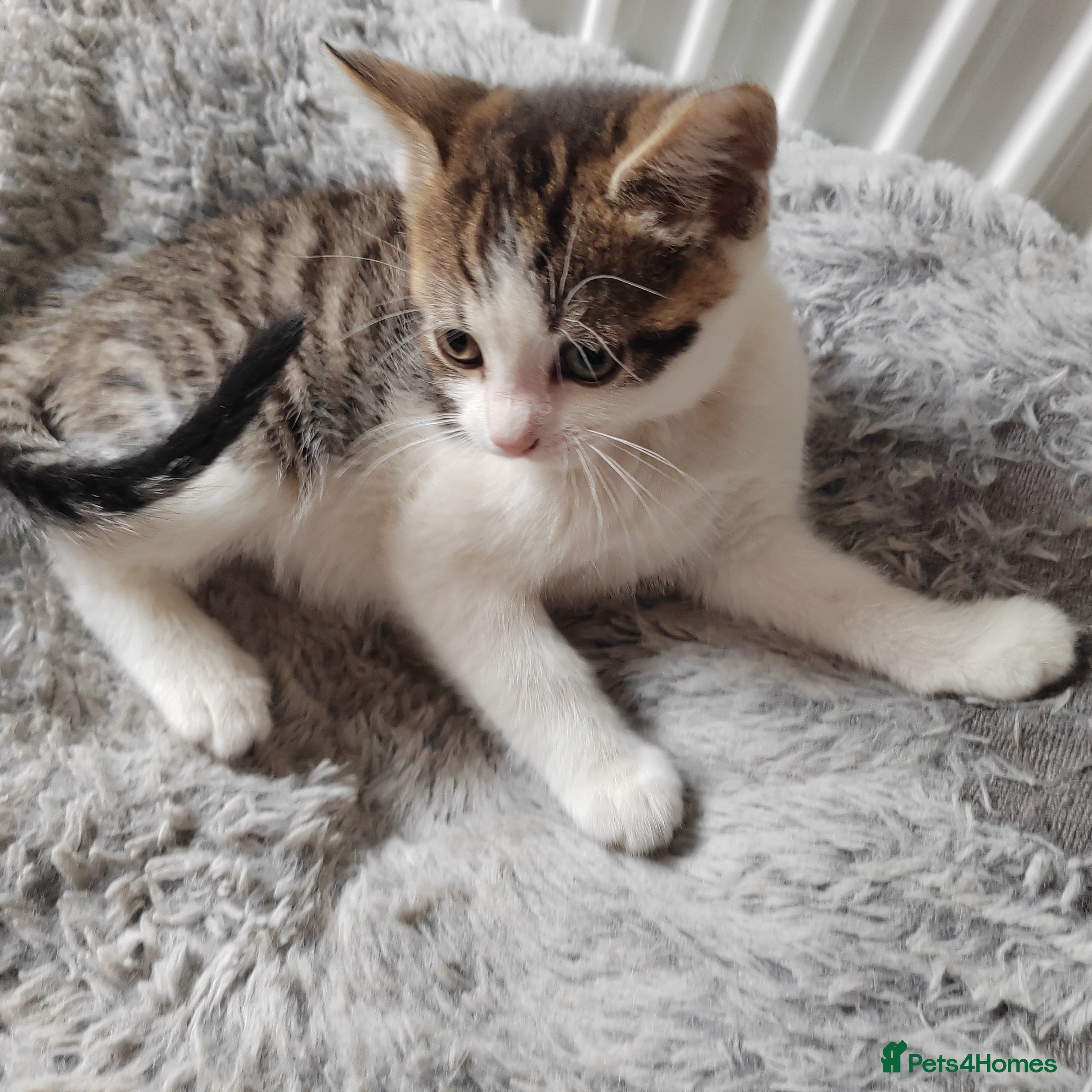 Mixed Breed cats Gorgeous kittens , reduced price  - Advert 2