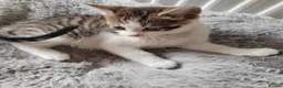 Mixed Breed cats for sale: Gorgeous kittens  - Advert 19