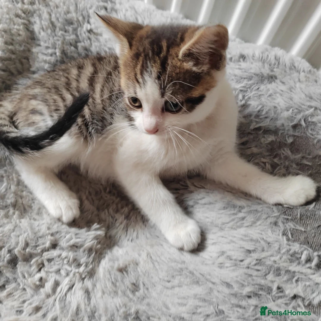 Mixed Breed cats for sale: Gorgeous kittens  - Advert 19